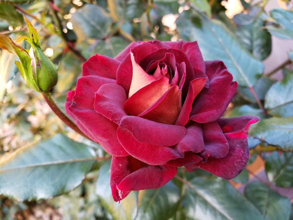 a red rose with green leaves in the background