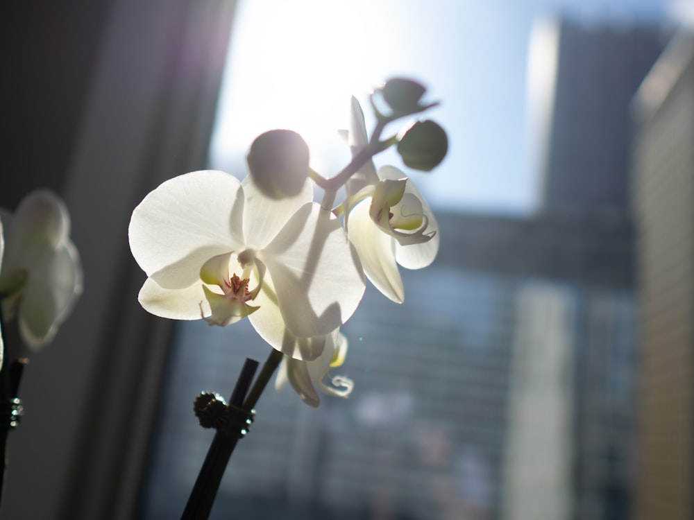 a close up of a flower near a window