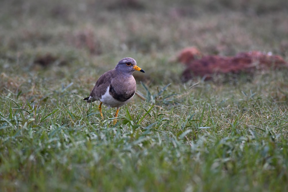 un uccello in piedi in un campo d'erba