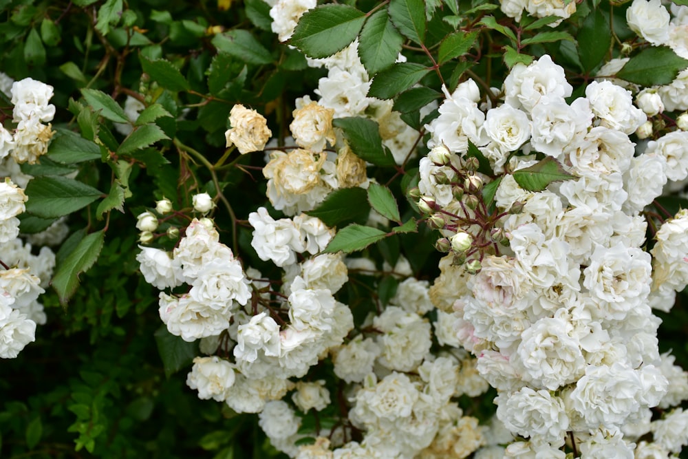 a bush of white flowers with green leaves