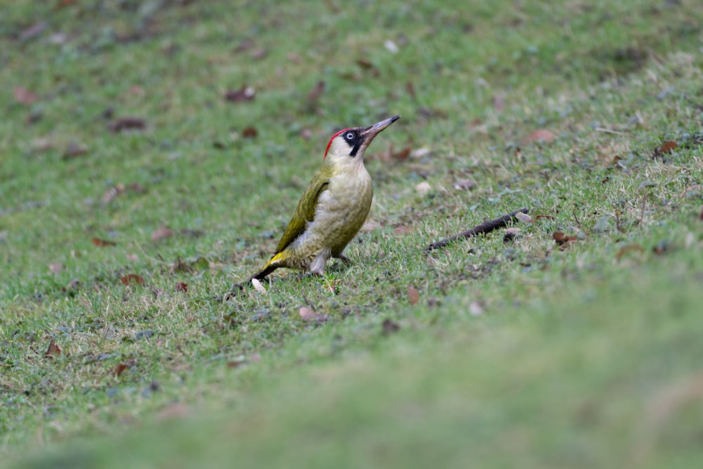 a small bird standing on top of a lush green field