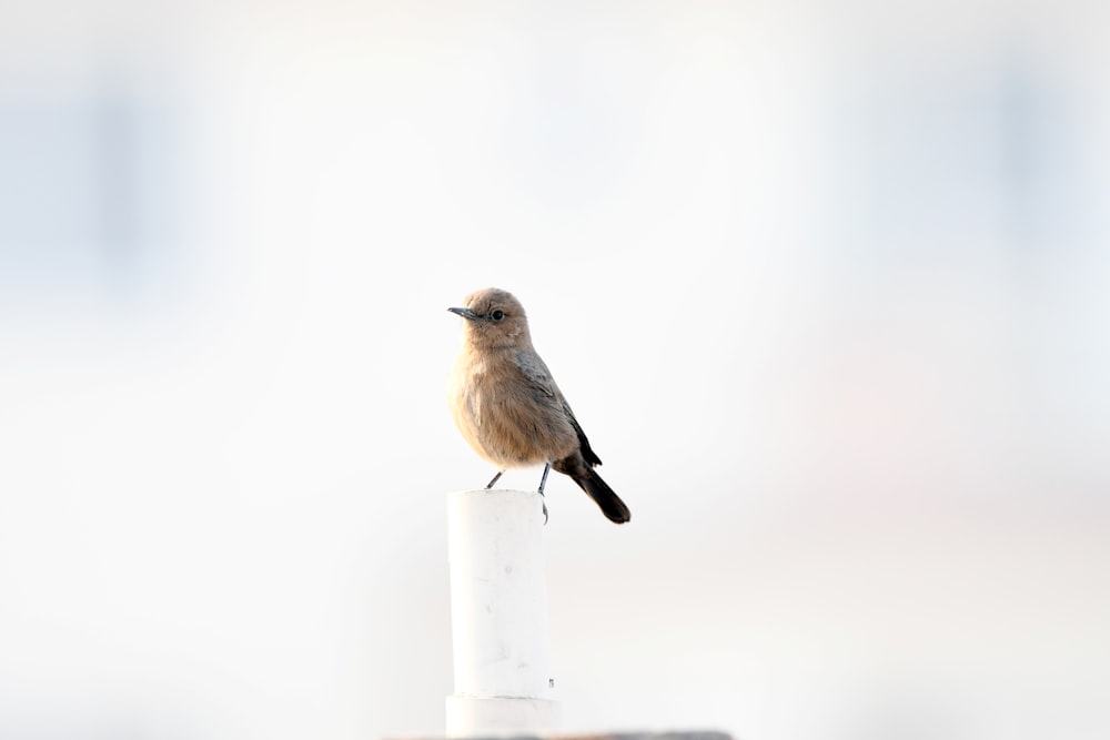 a small bird sitting on top of a white pole