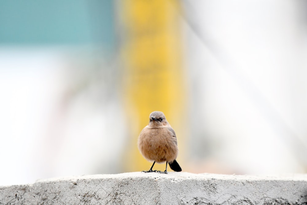 a small bird sitting on top of a cement wall