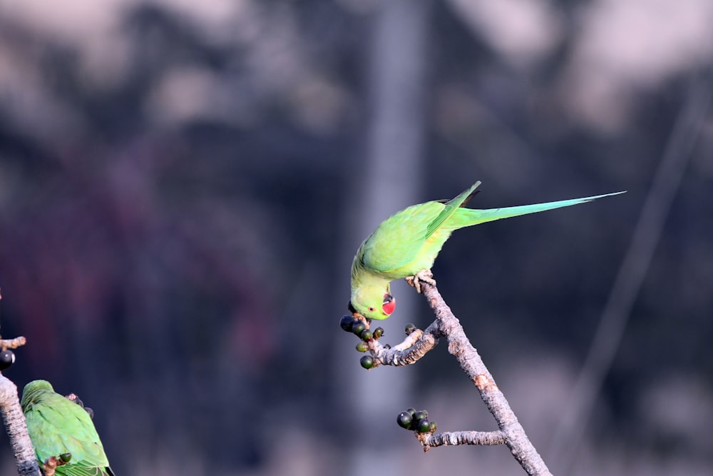 two green birds perched on a tree branch