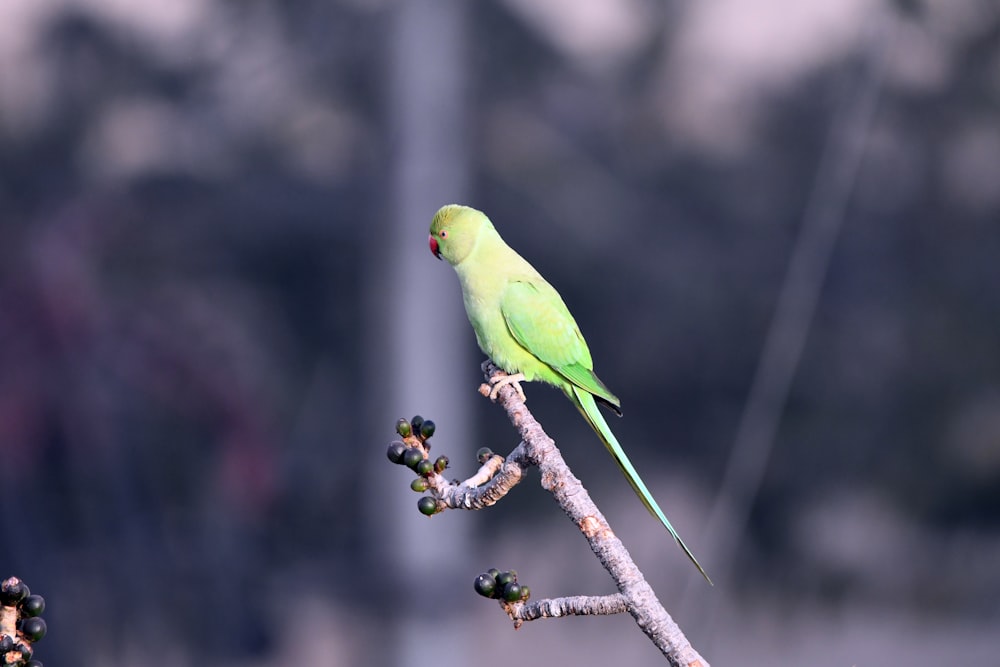 ein grüner Vogel, der auf einem Ast sitzt