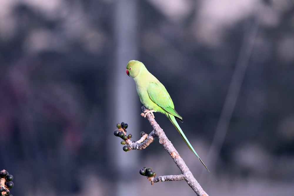 a green bird sitting on top of a tree branch