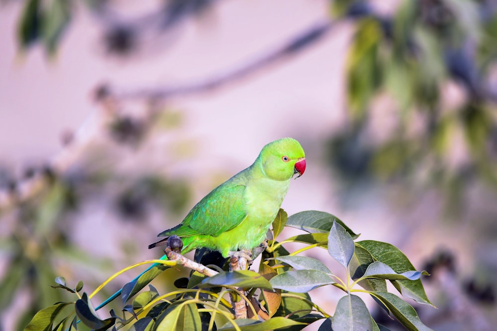 a green bird sitting on top of a tree branch