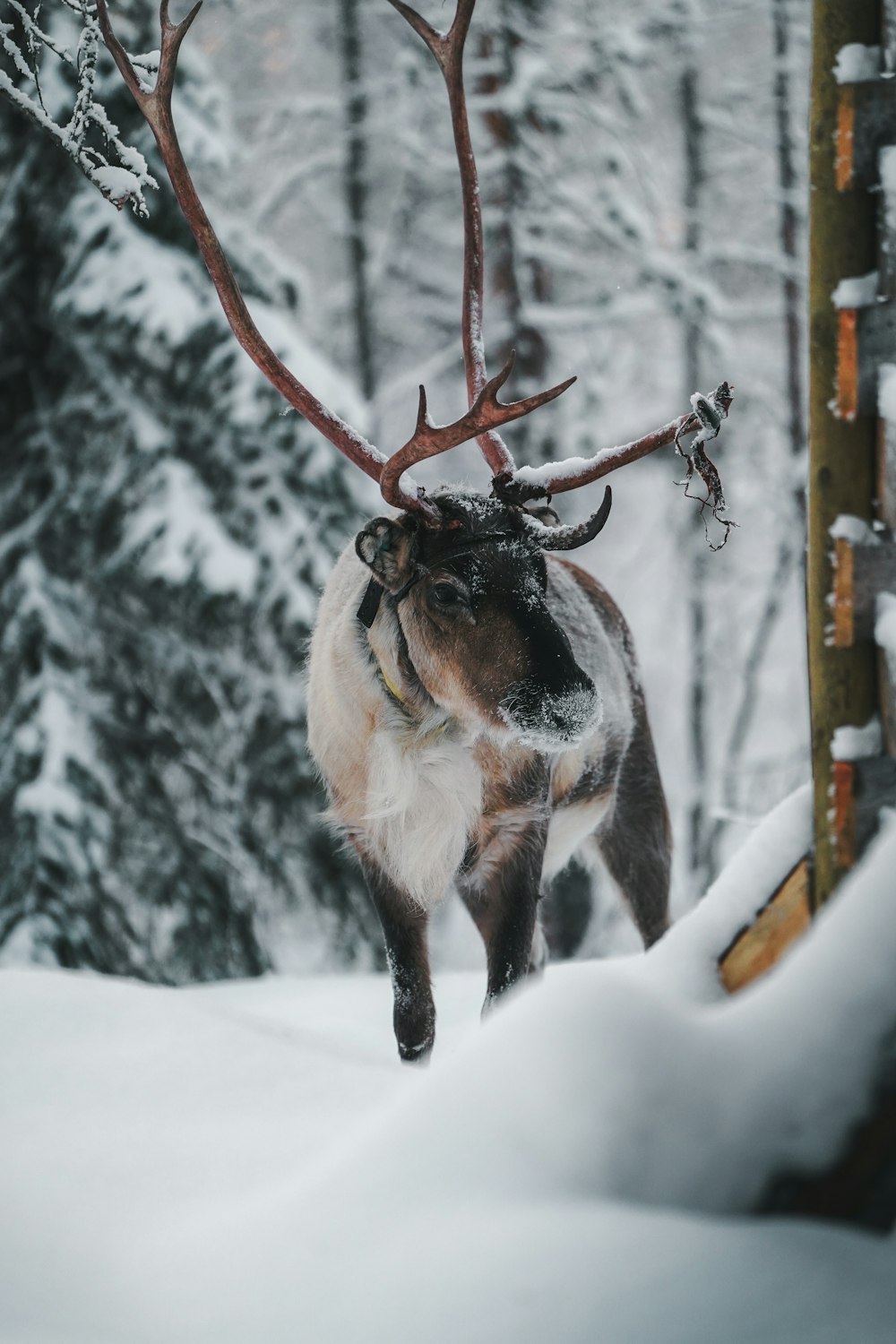 uma rena com chifres caminhando pela neve