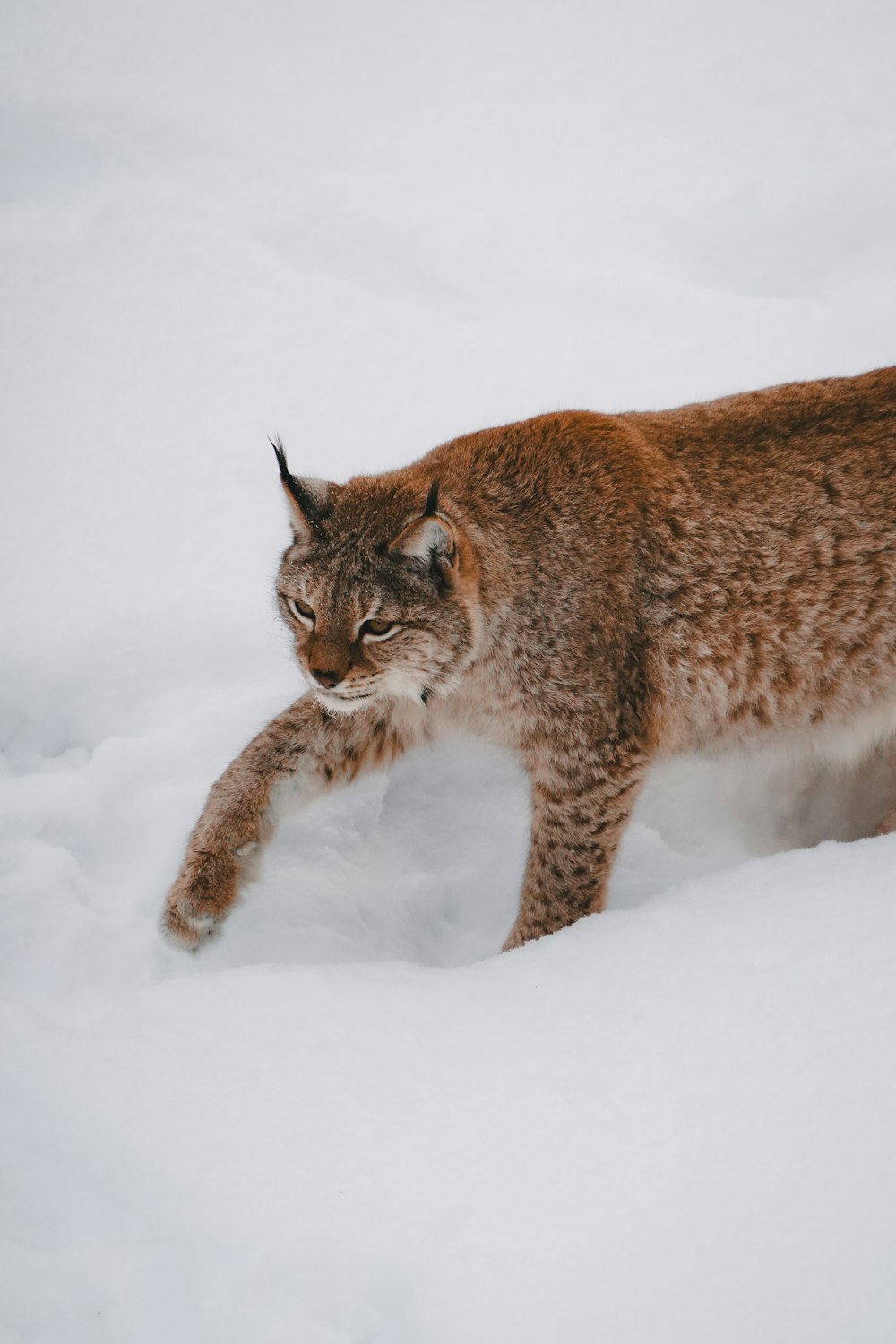 a lynx walking through the snow in the winter