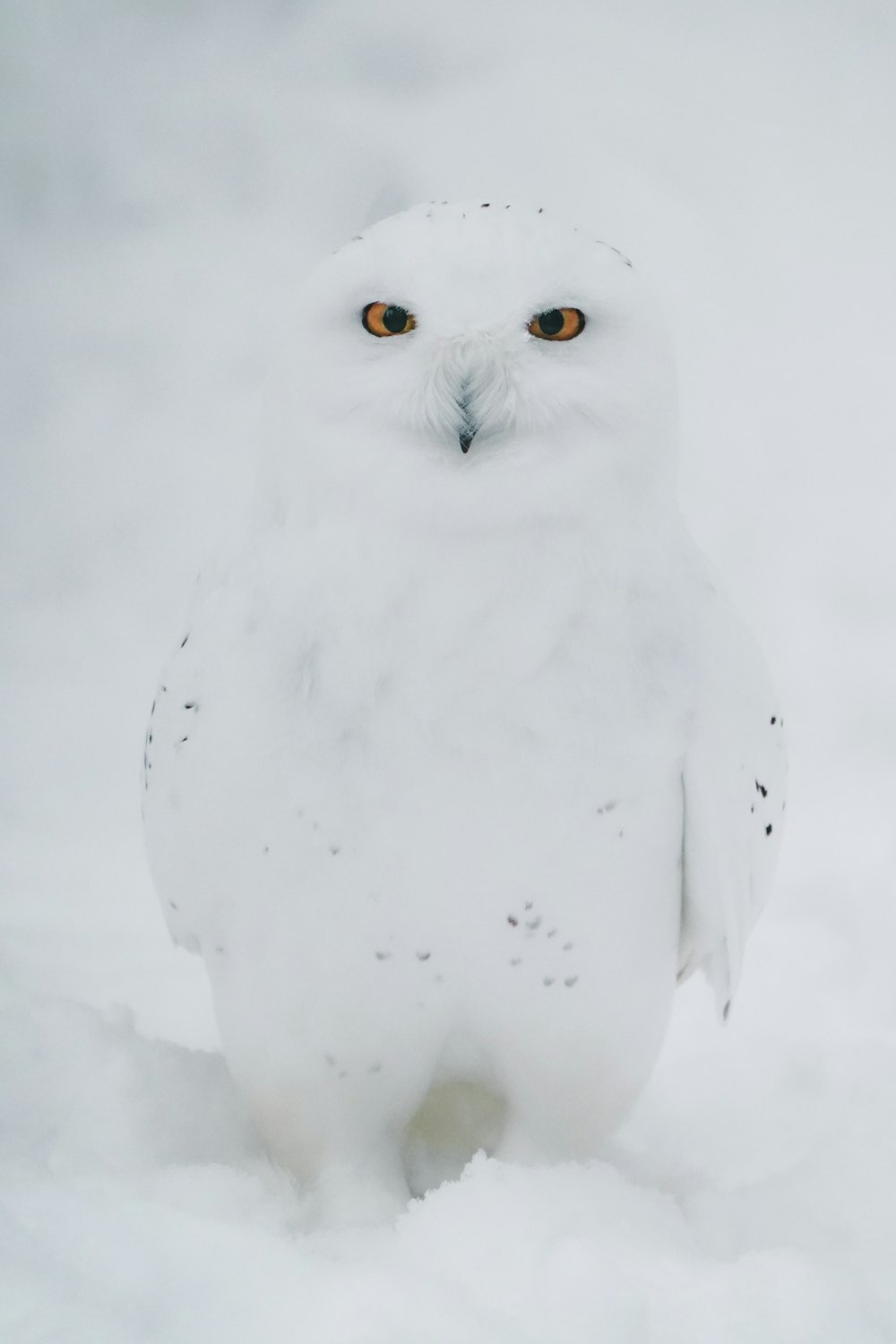 un gufo bianco è in piedi nella neve