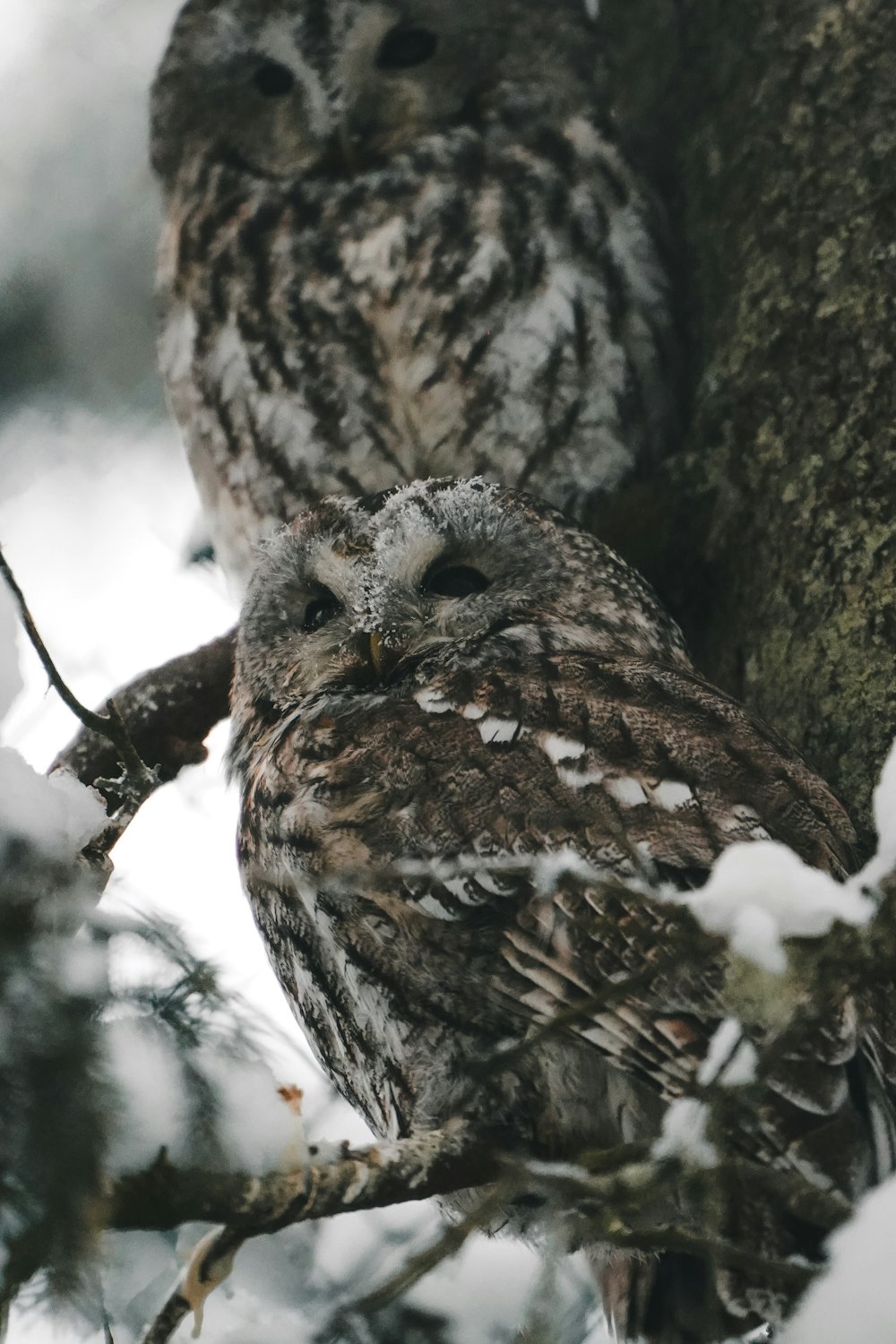 an owl sitting on a tree branch in the snow