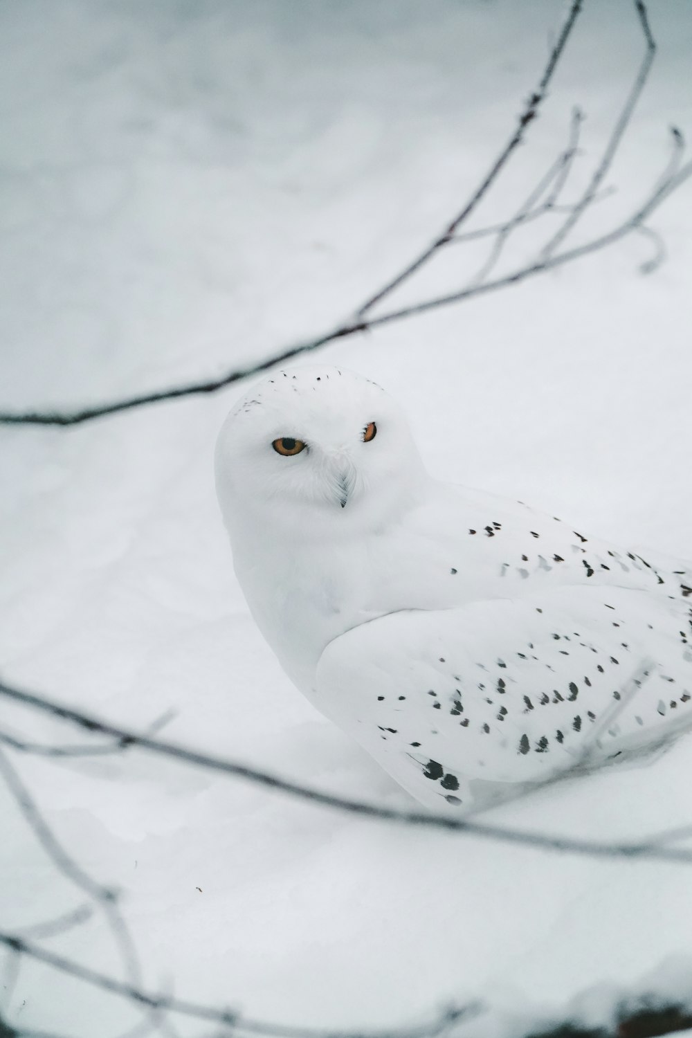 a white owl sitting on top of snow covered ground