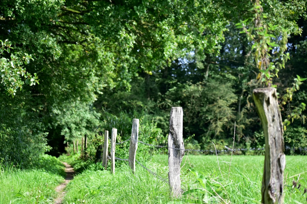 a path in the middle of a lush green field