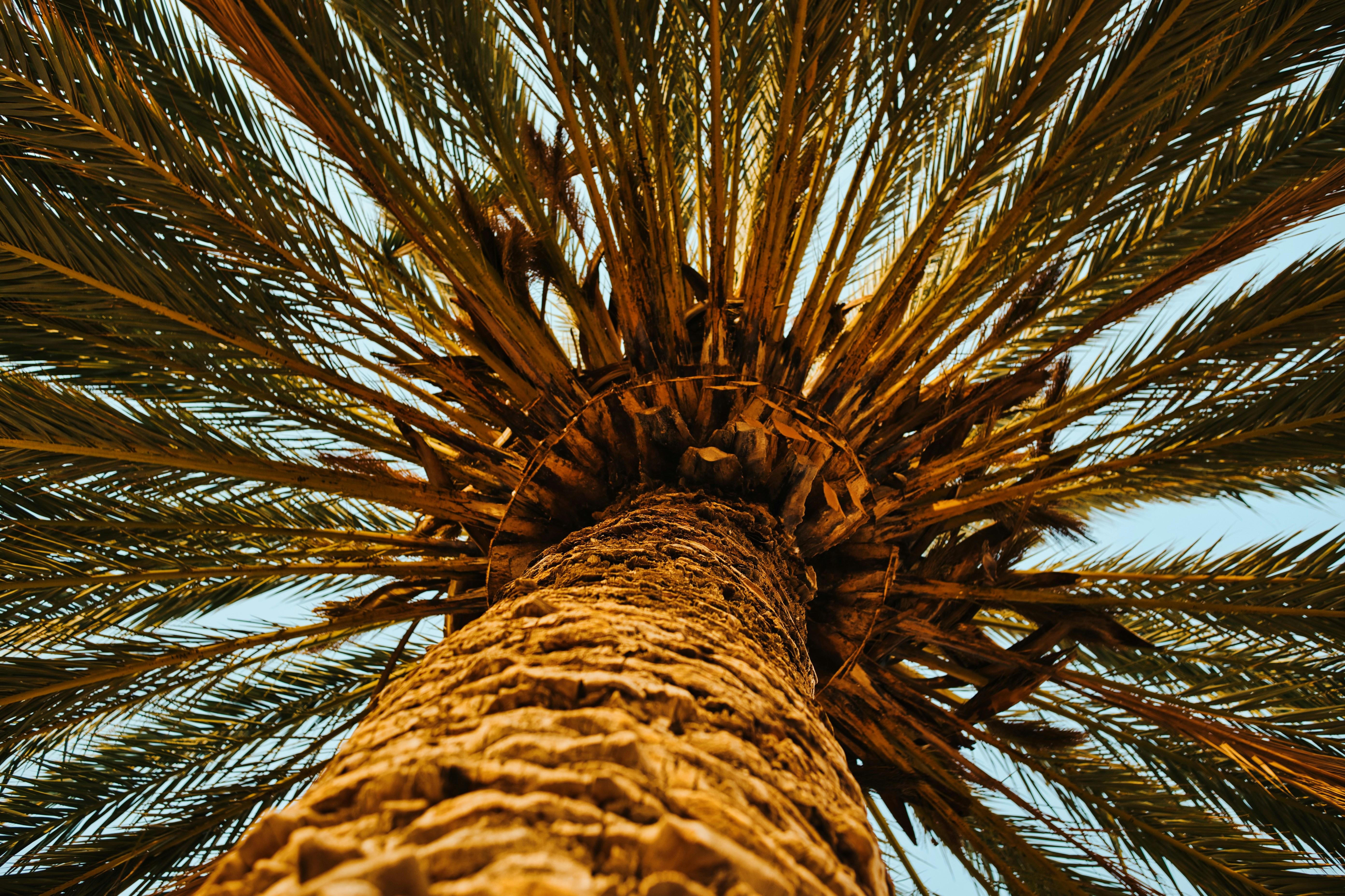 a tall palm tree with a blue sky in the background, The palm tree in the photo is a date palm, scientifically known as Phoenix dactylifera. It is a species of palm native to North Africa and the Middle East.