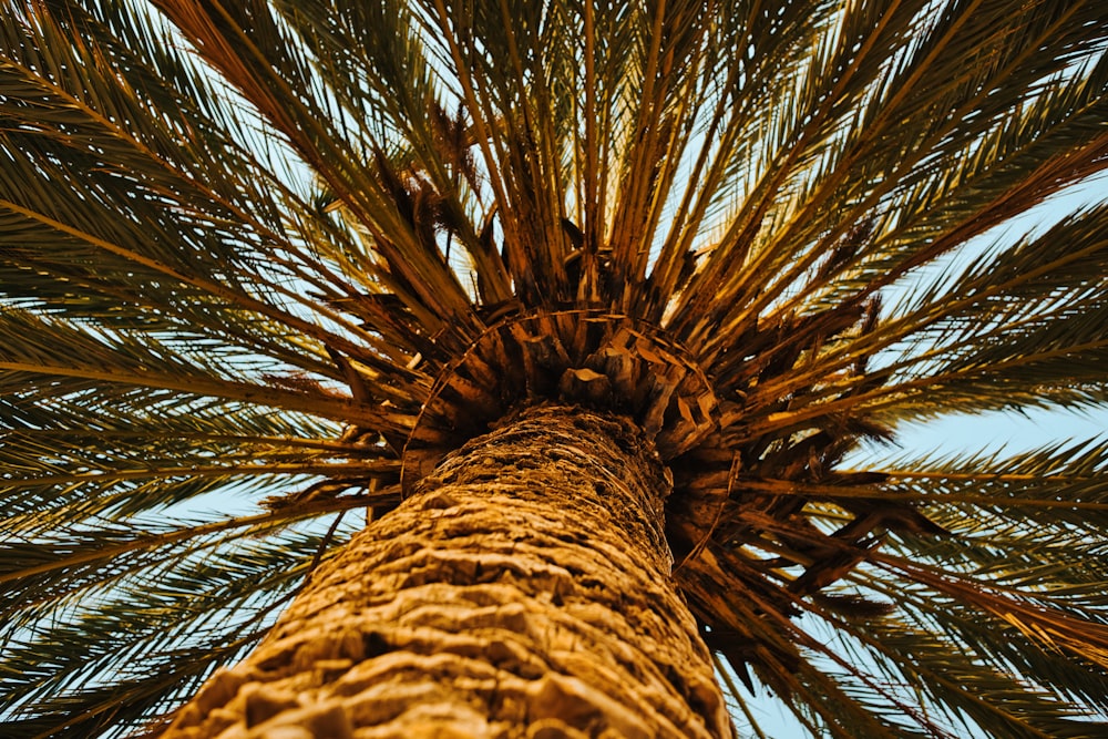 a tall palm tree with a blue sky in the background