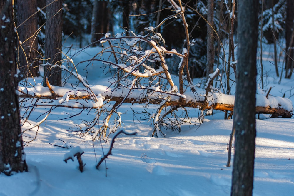 a fallen tree in the middle of a snowy forest