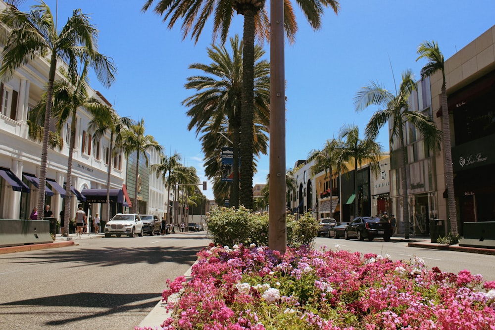 a palm tree in the middle of a city street