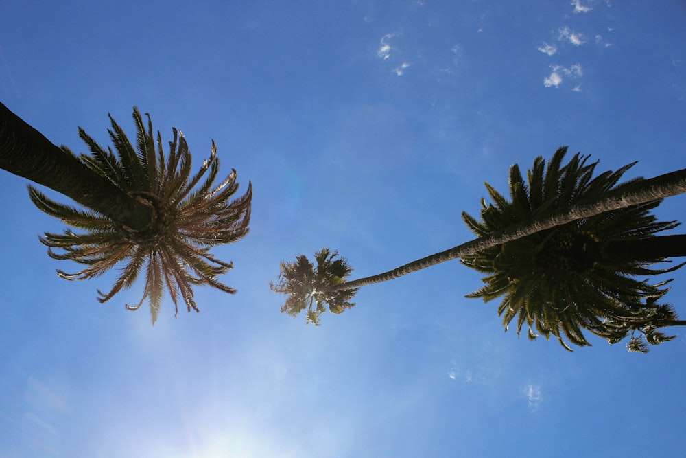 two palm trees reaching up into the sky