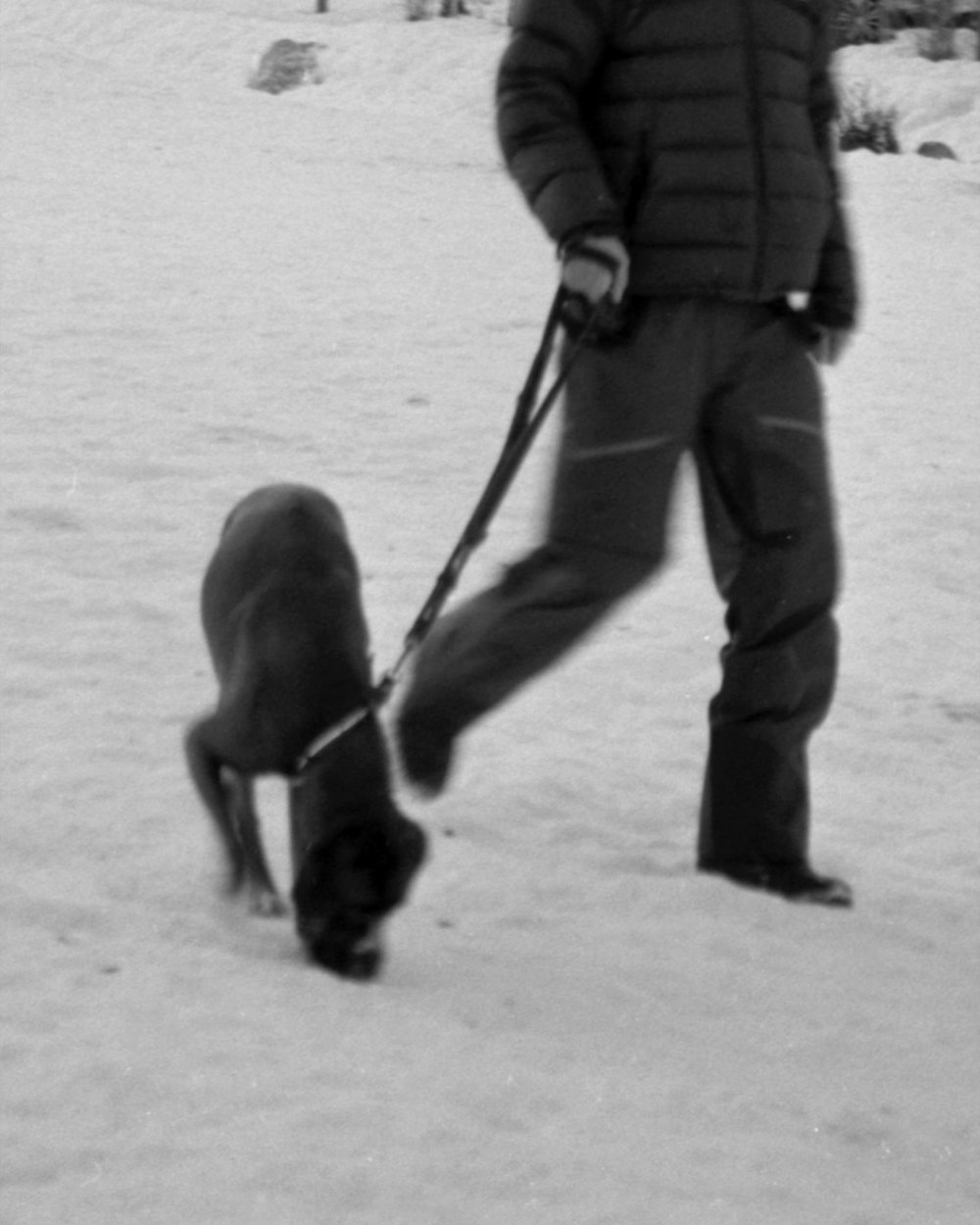 un uomo che porta a spasso un cane nella neve