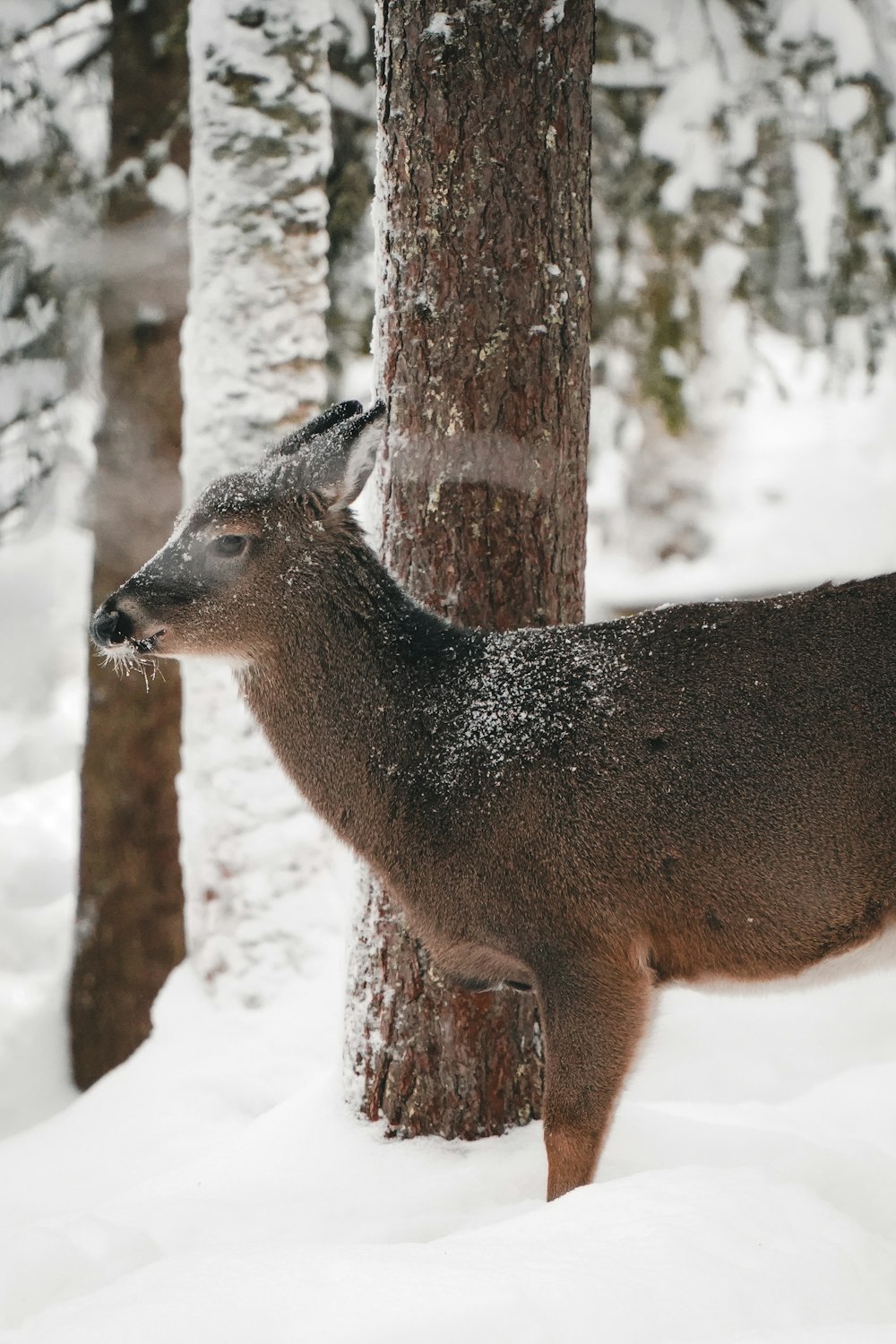 a deer standing next to a tree in the snow