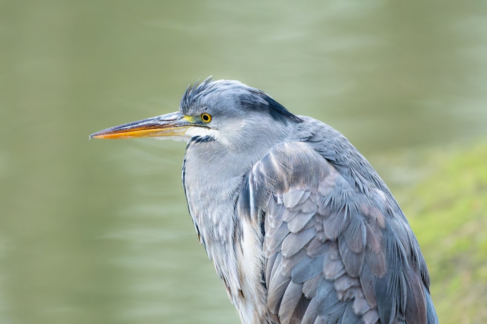 a close up of a bird near a body of water