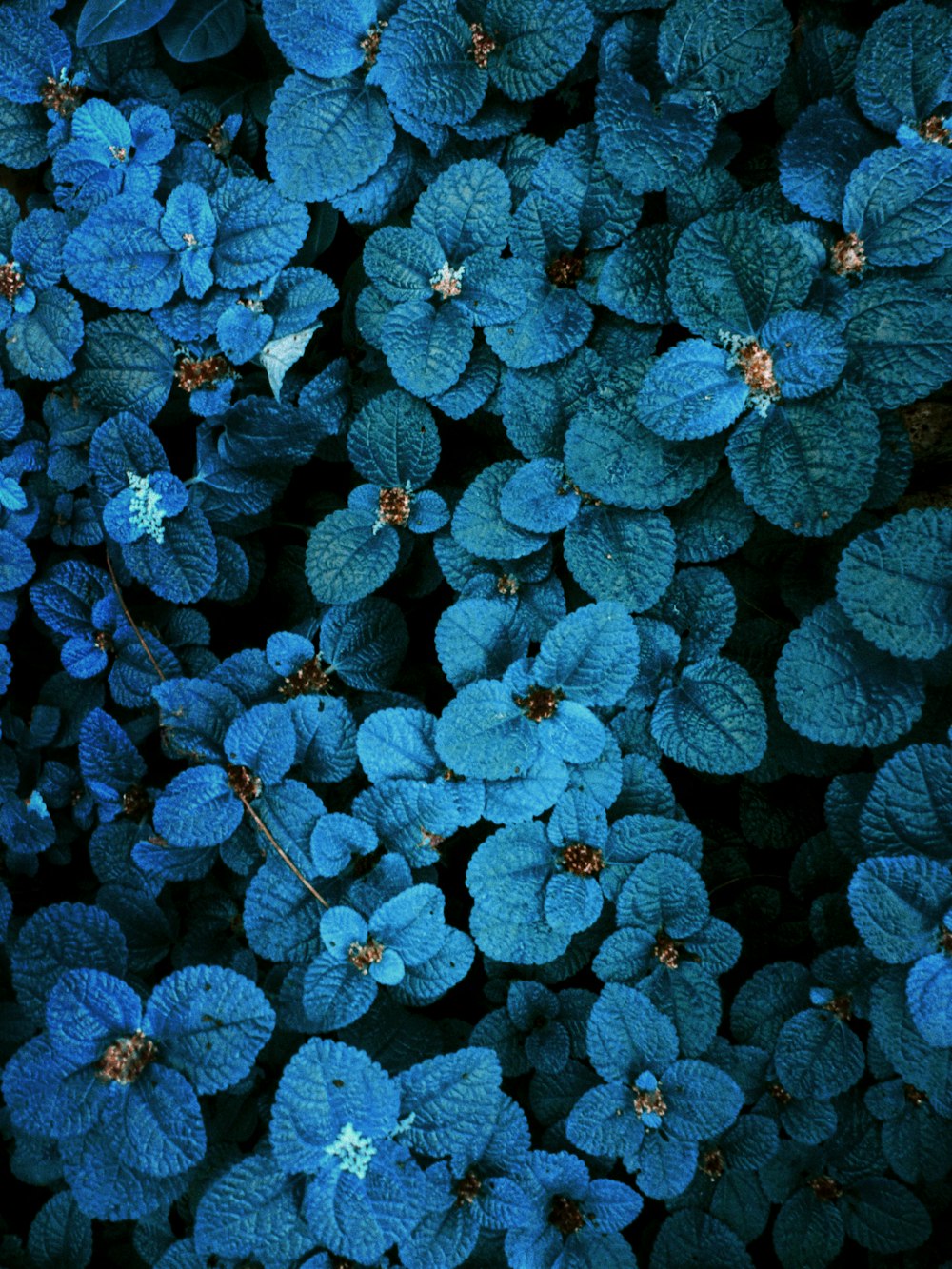 a bunch of blue flowers with green leaves