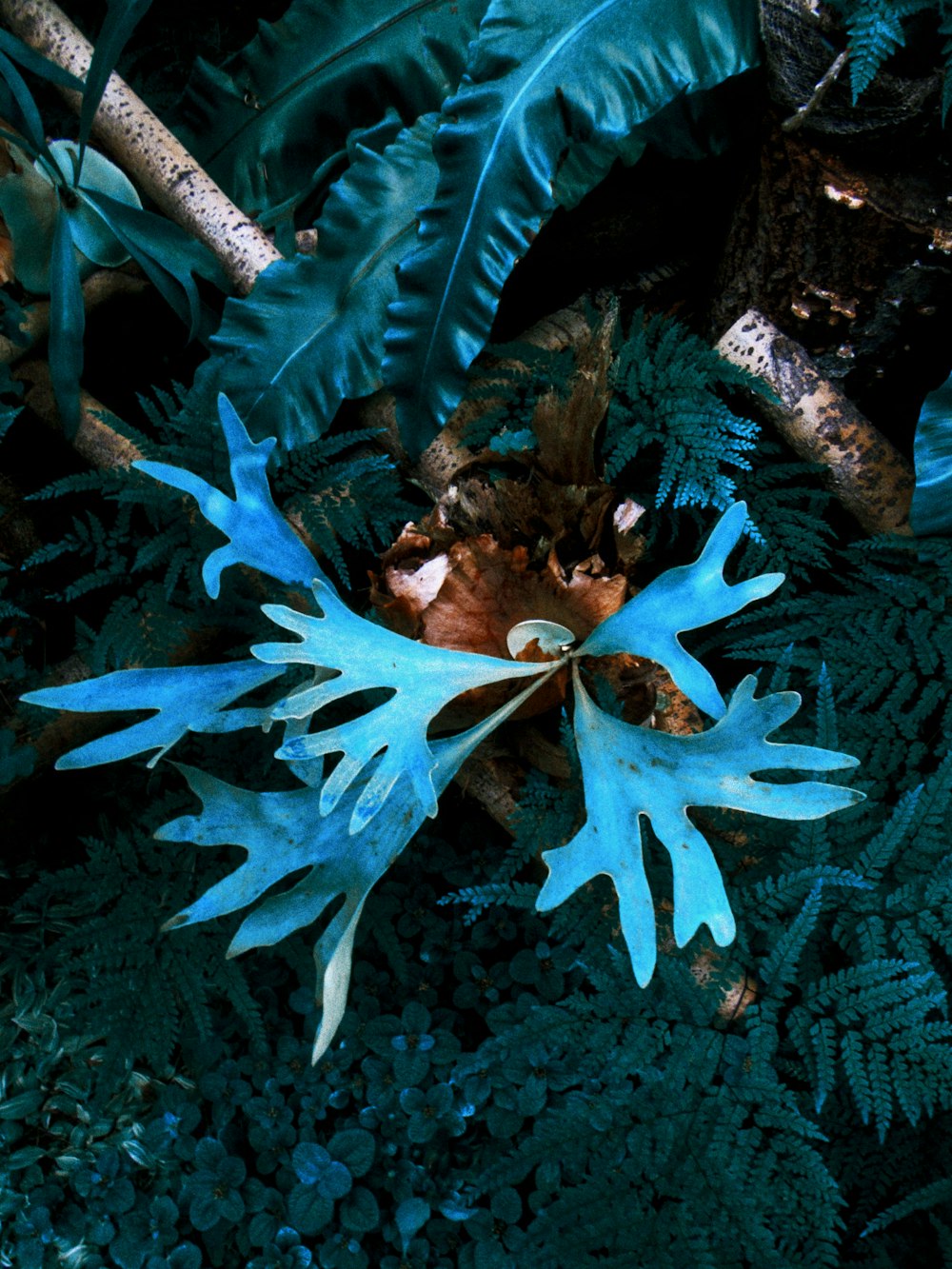 a close up of a plant with blue leaves