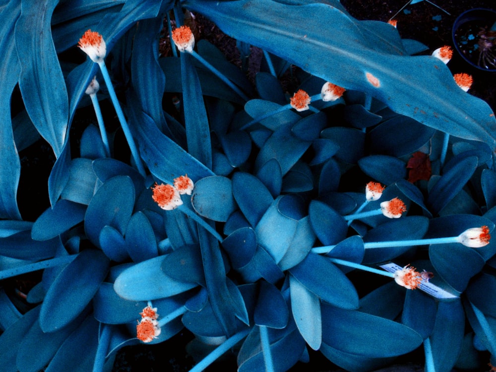 a close up of a plant with blue leaves