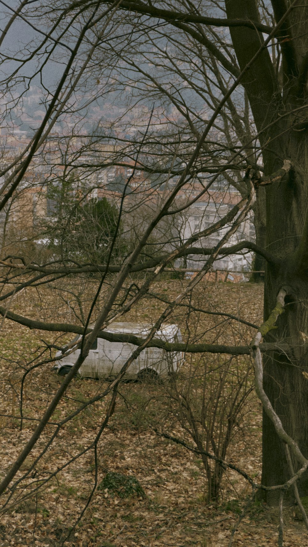 a bird is perched on a tree in a field