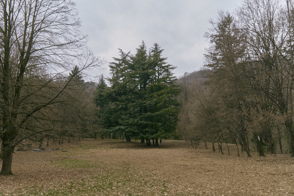 a field with trees in the middle of it