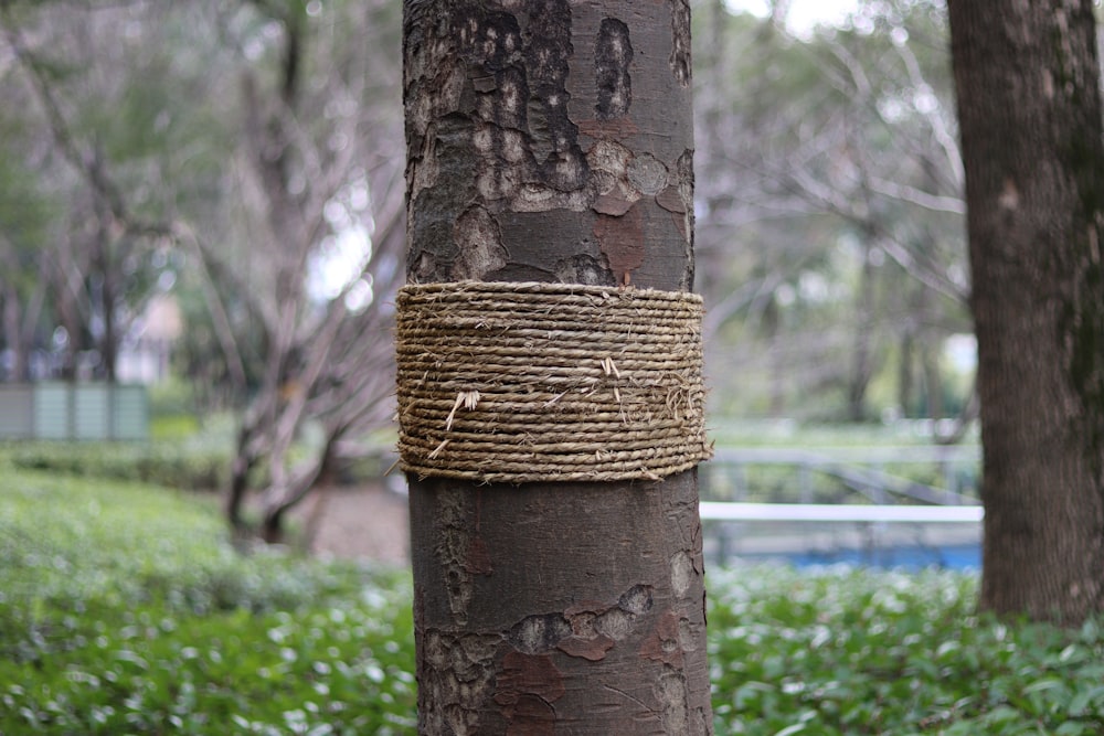a rope wrapped around a tree trunk in a park