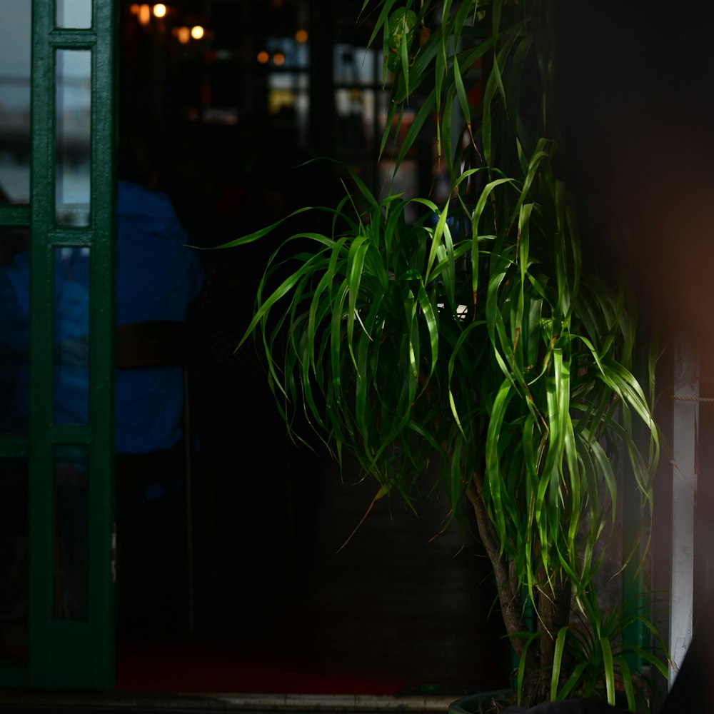 a potted plant sitting next to a green door