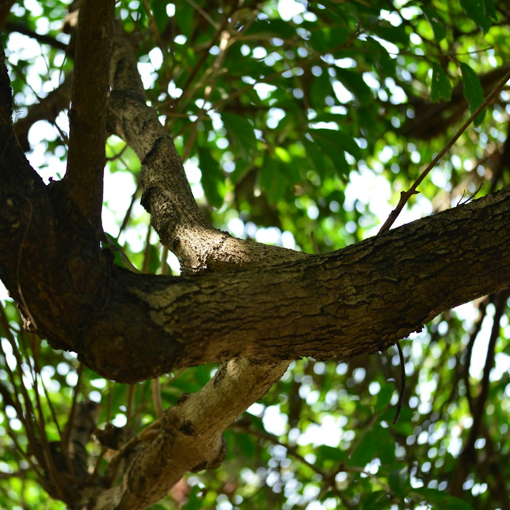 a bird perched on a branch of a tree