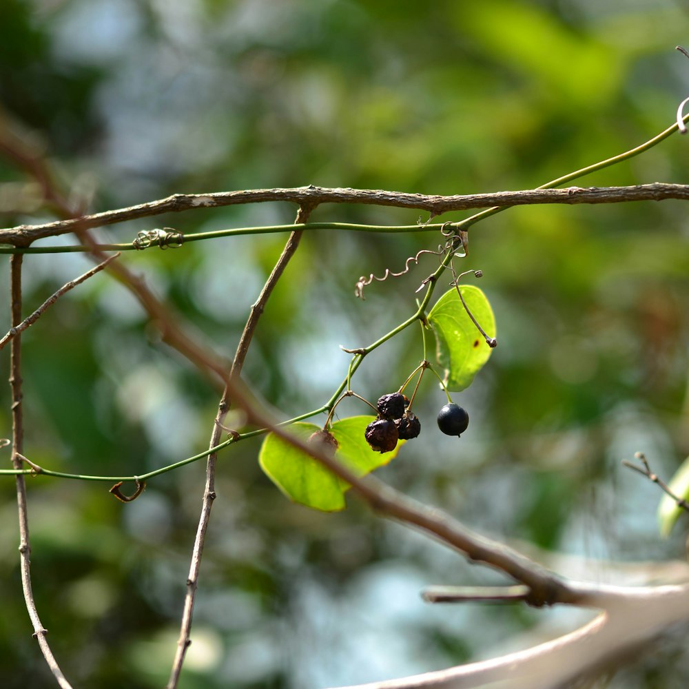 a branch with berries and leaves on it