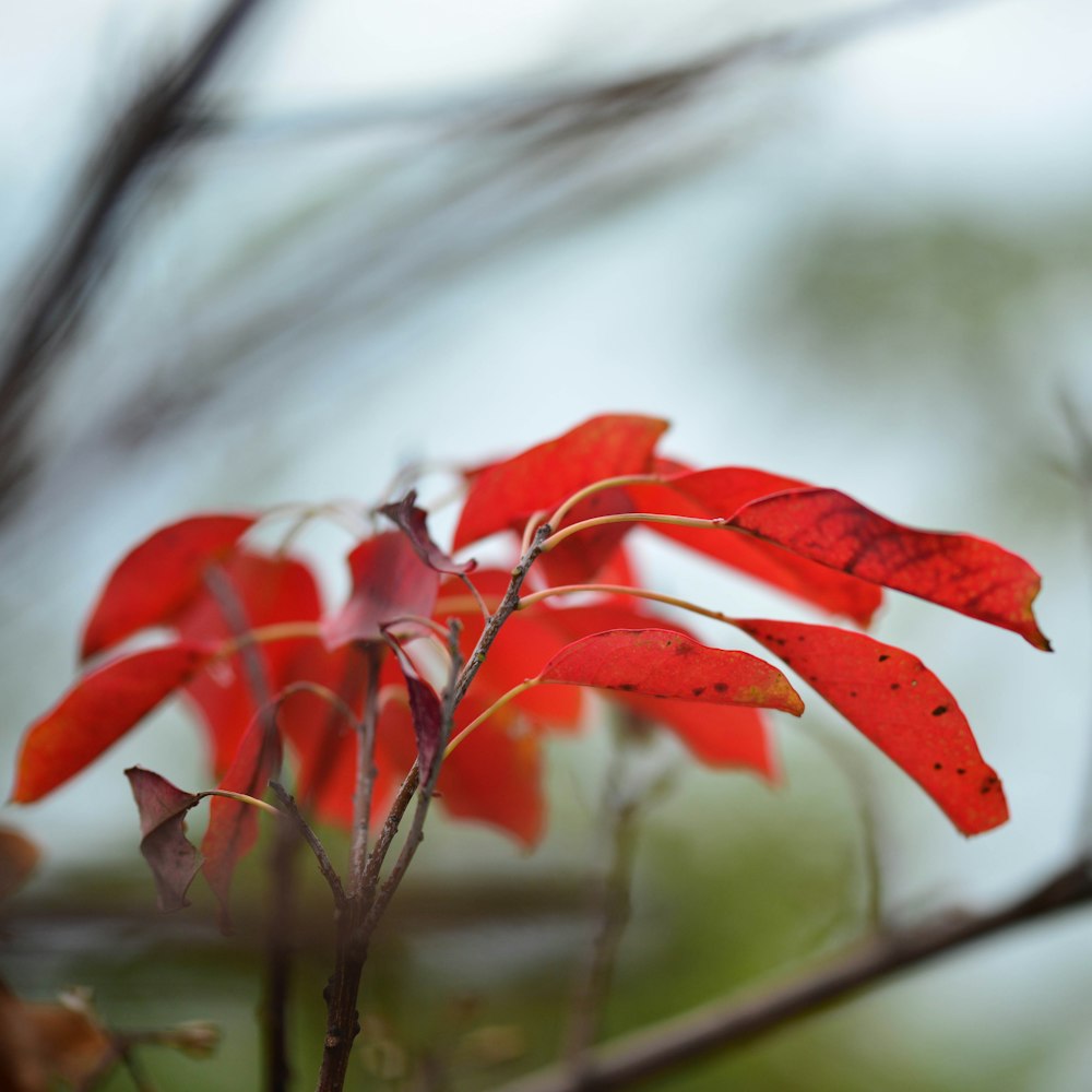 a close up of a red flower with a blurry background