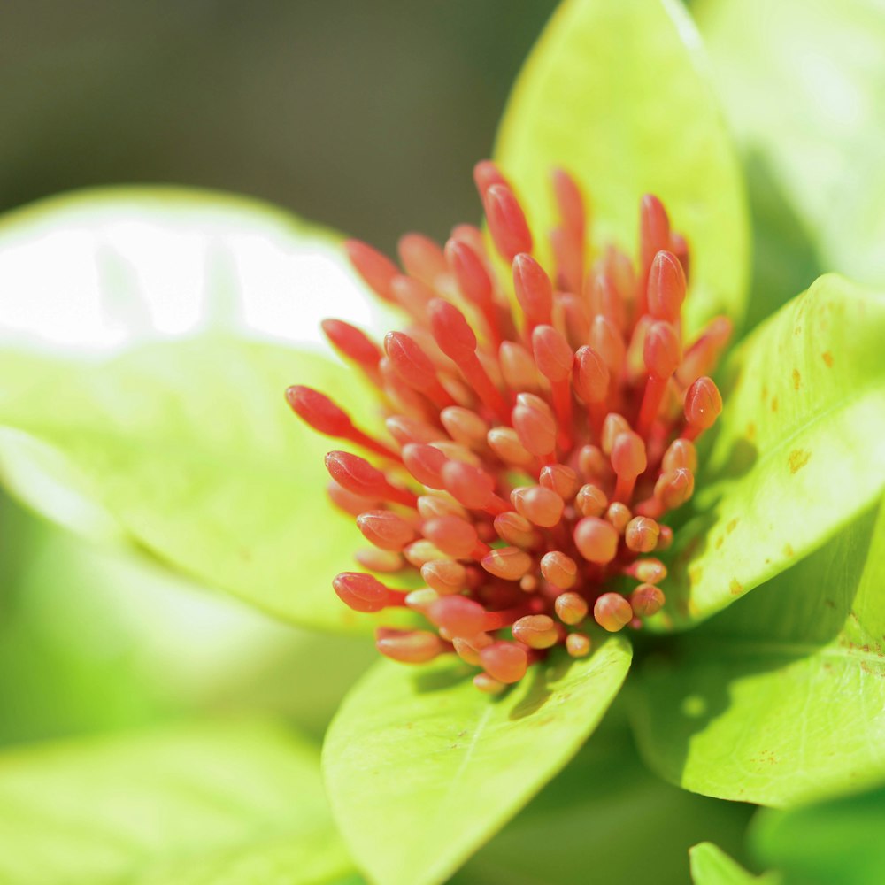 a close up of a red flower with green leaves