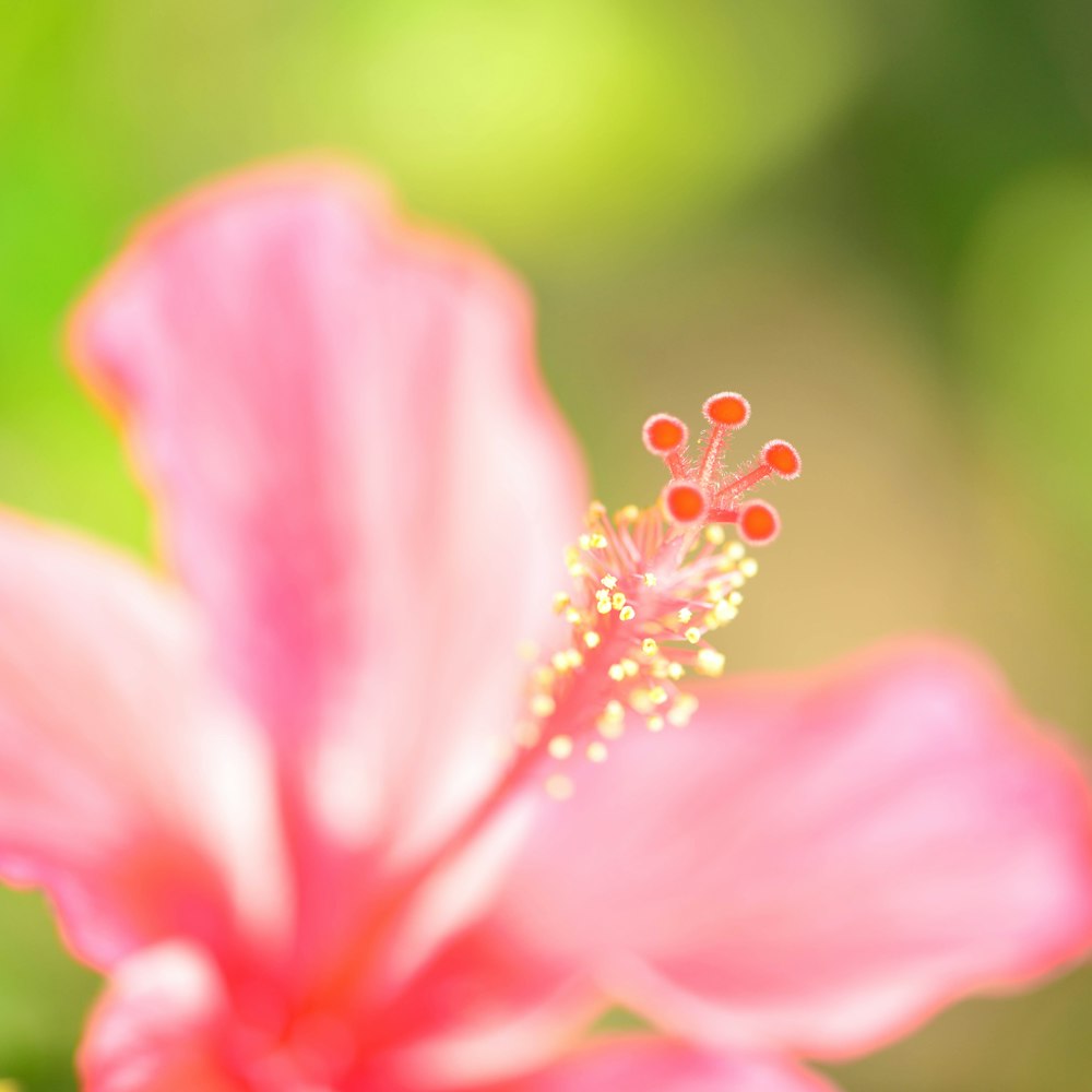 a close up of a pink flower with a blurry background