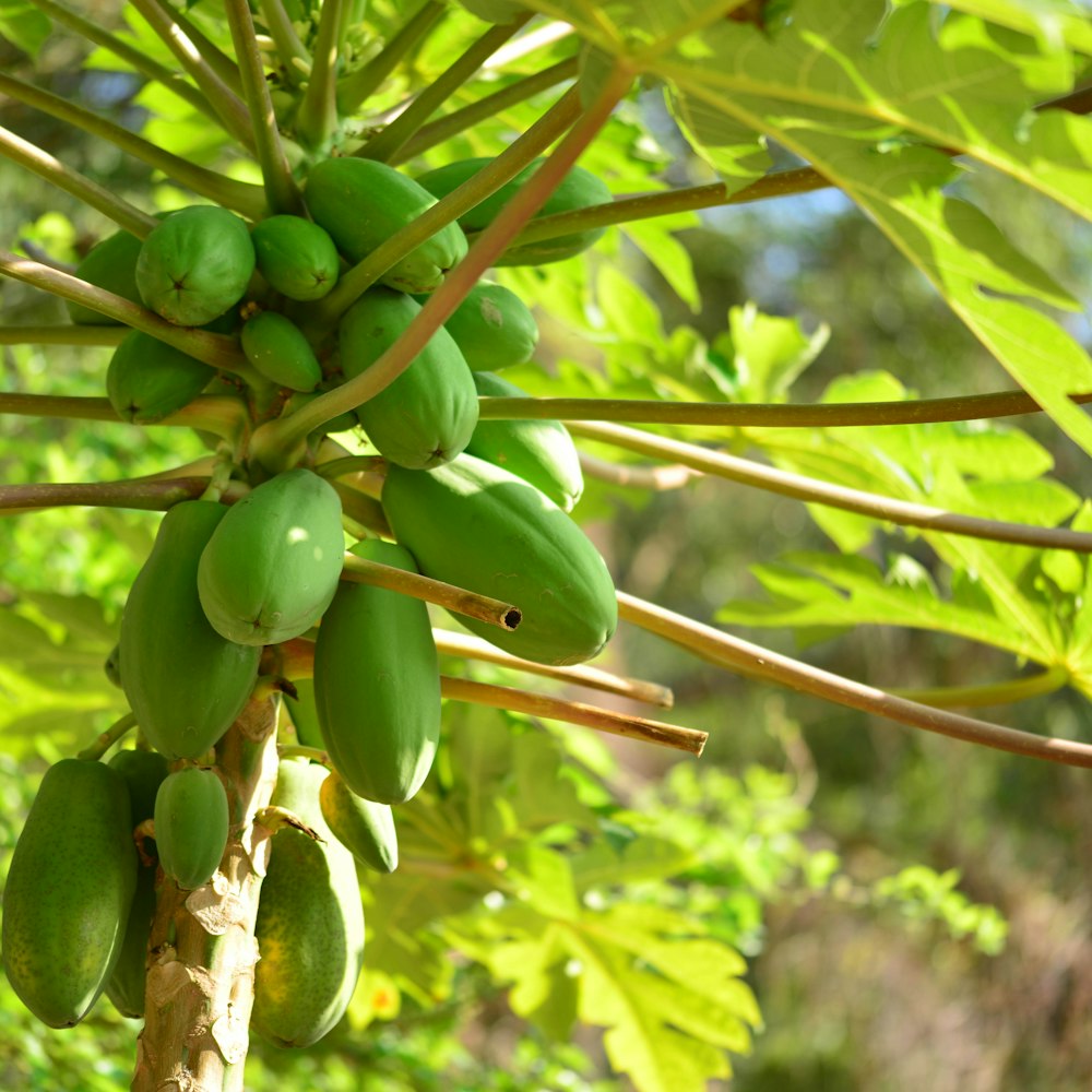 a bunch of green fruit hanging from a tree