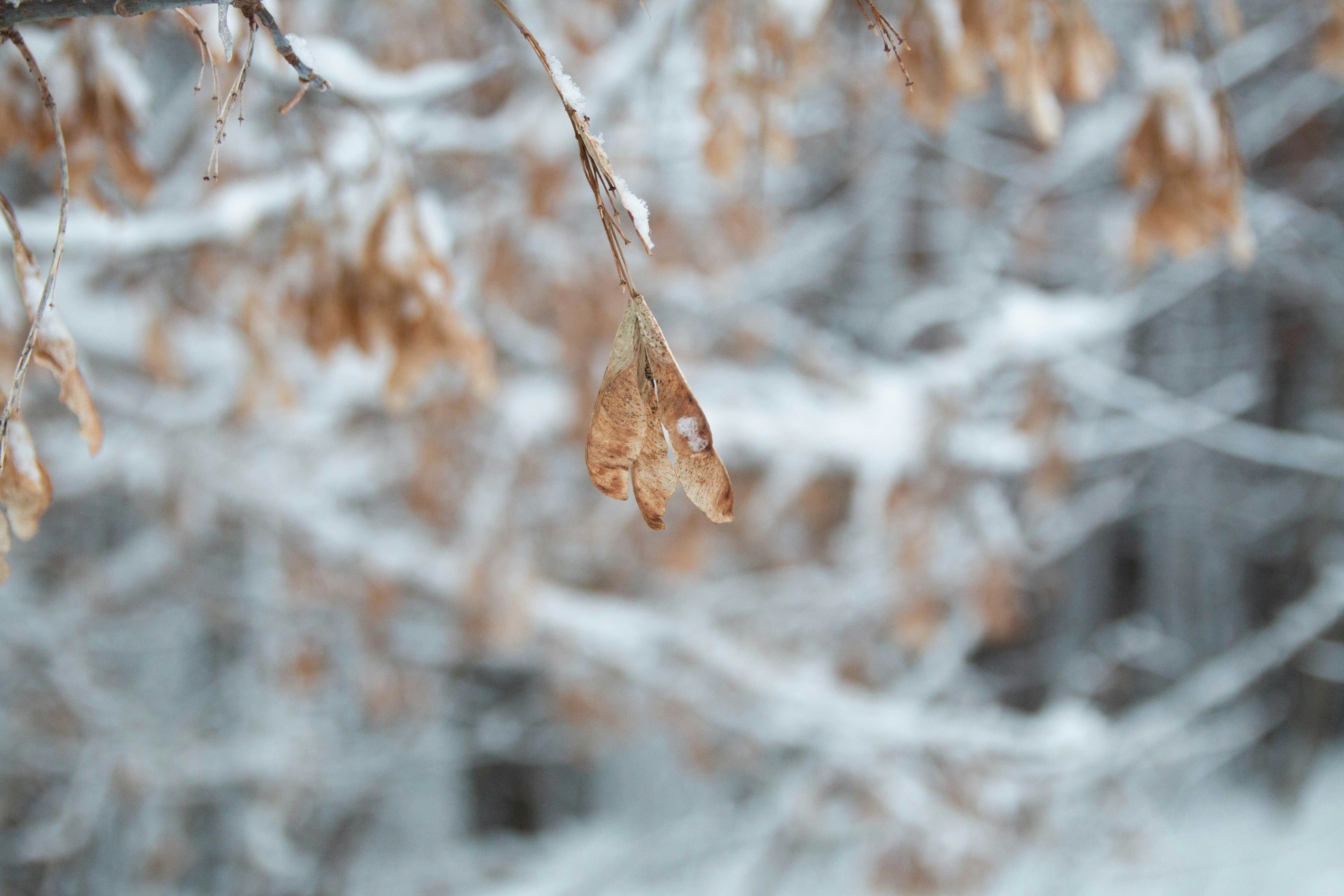 Photo by maksimzaviktorin