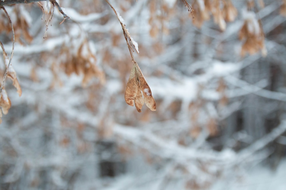 a branch with some leaves hanging from it