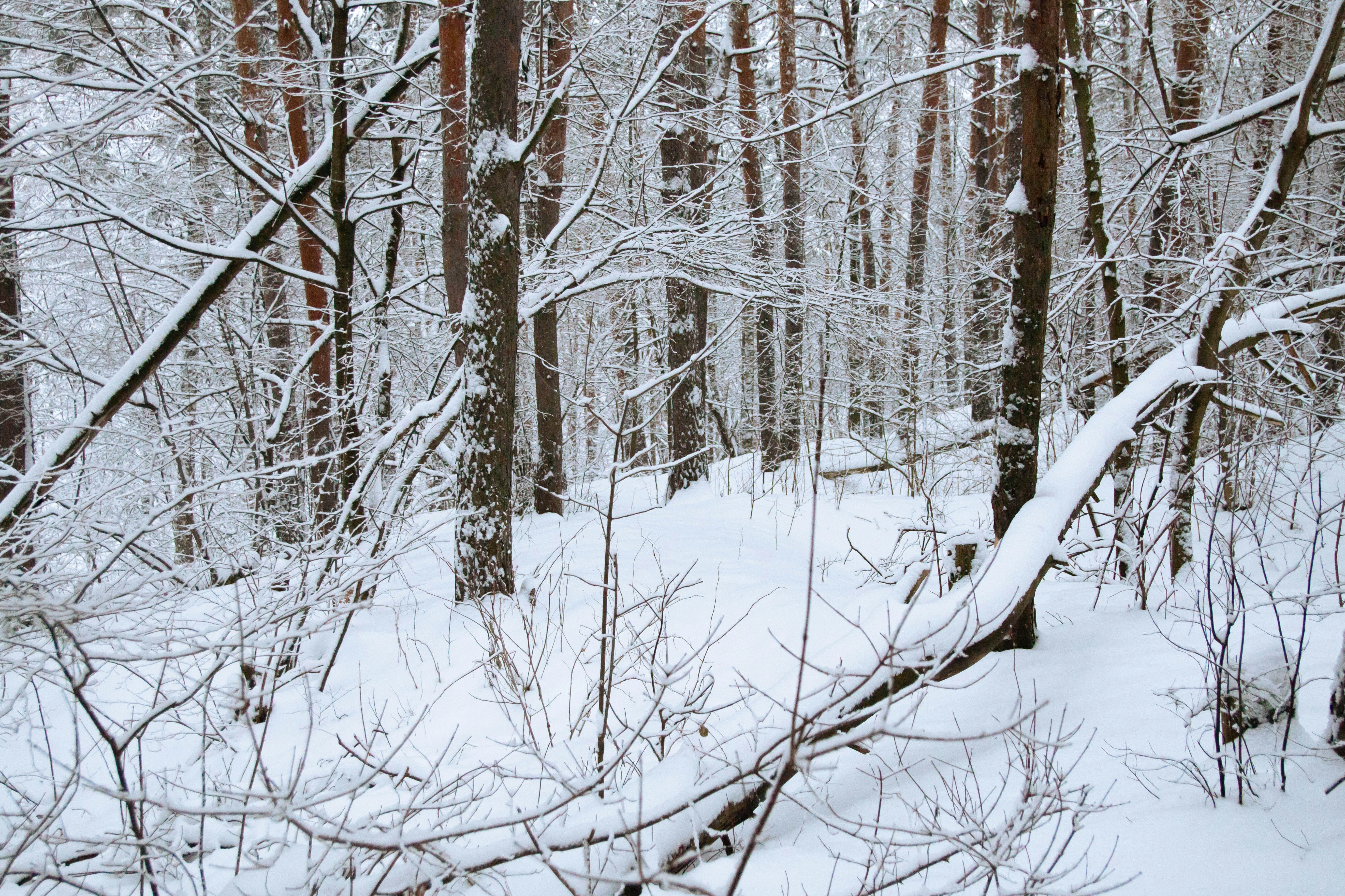 Photo by maksimzaviktorin