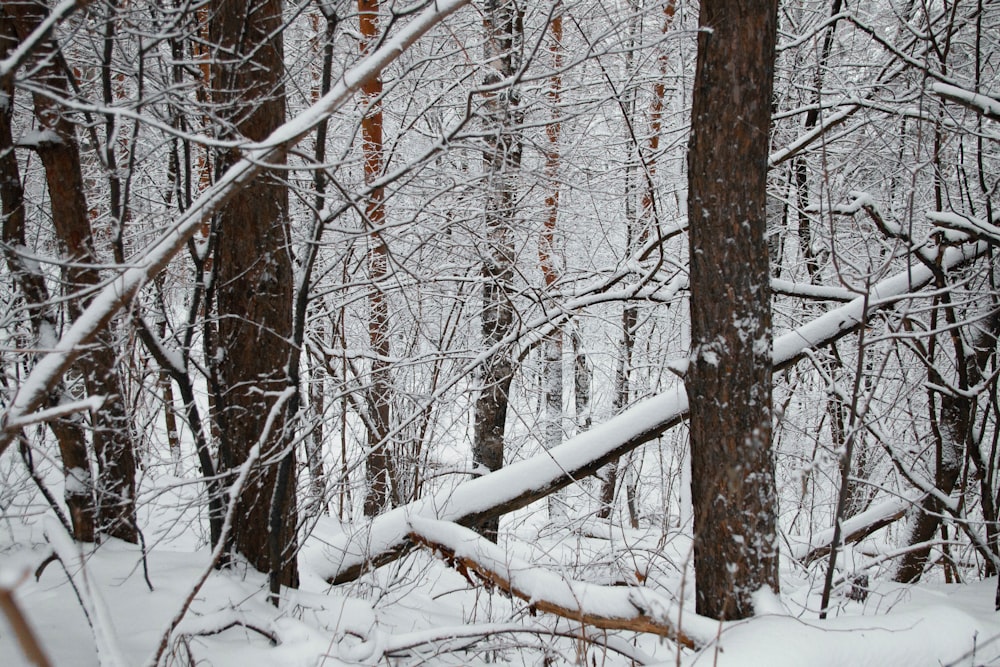 une forêt enneigée remplie de nombreux arbres