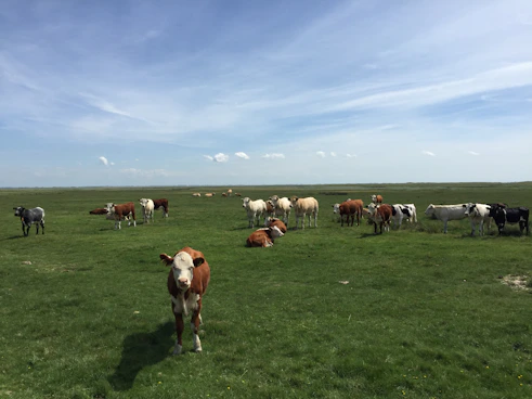 a herd of cattle standing on top of a lush green field