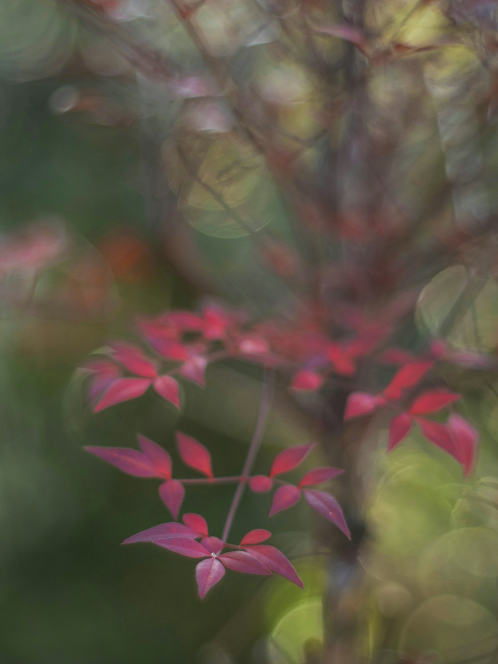 a close up of a tree with red leaves