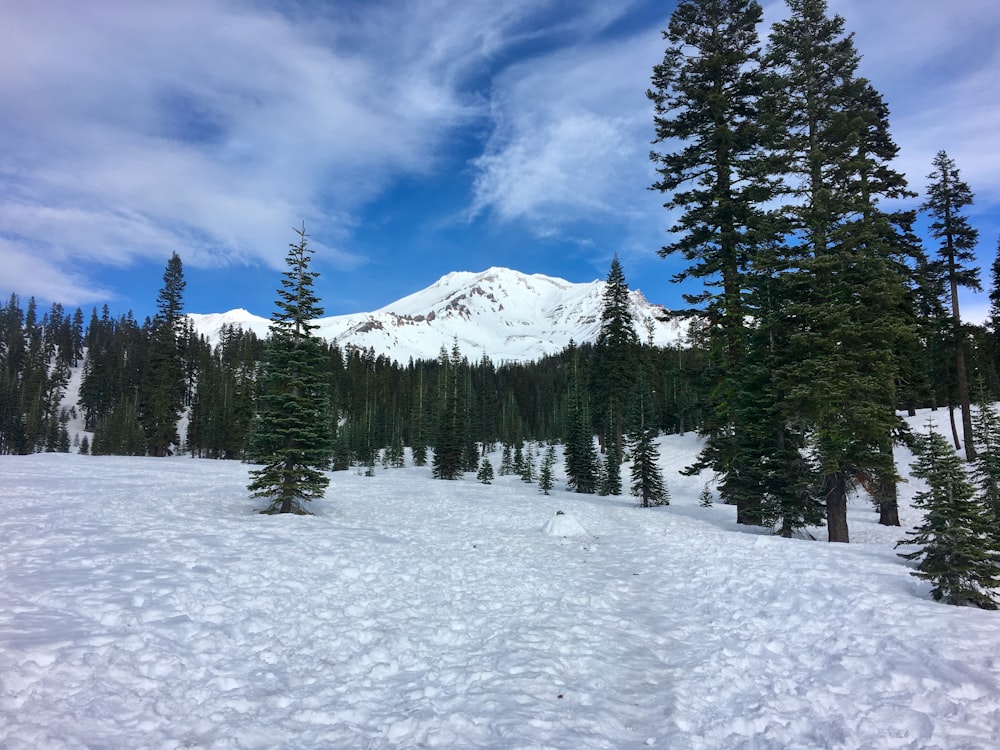 a snow covered field with trees and a mountain in the background