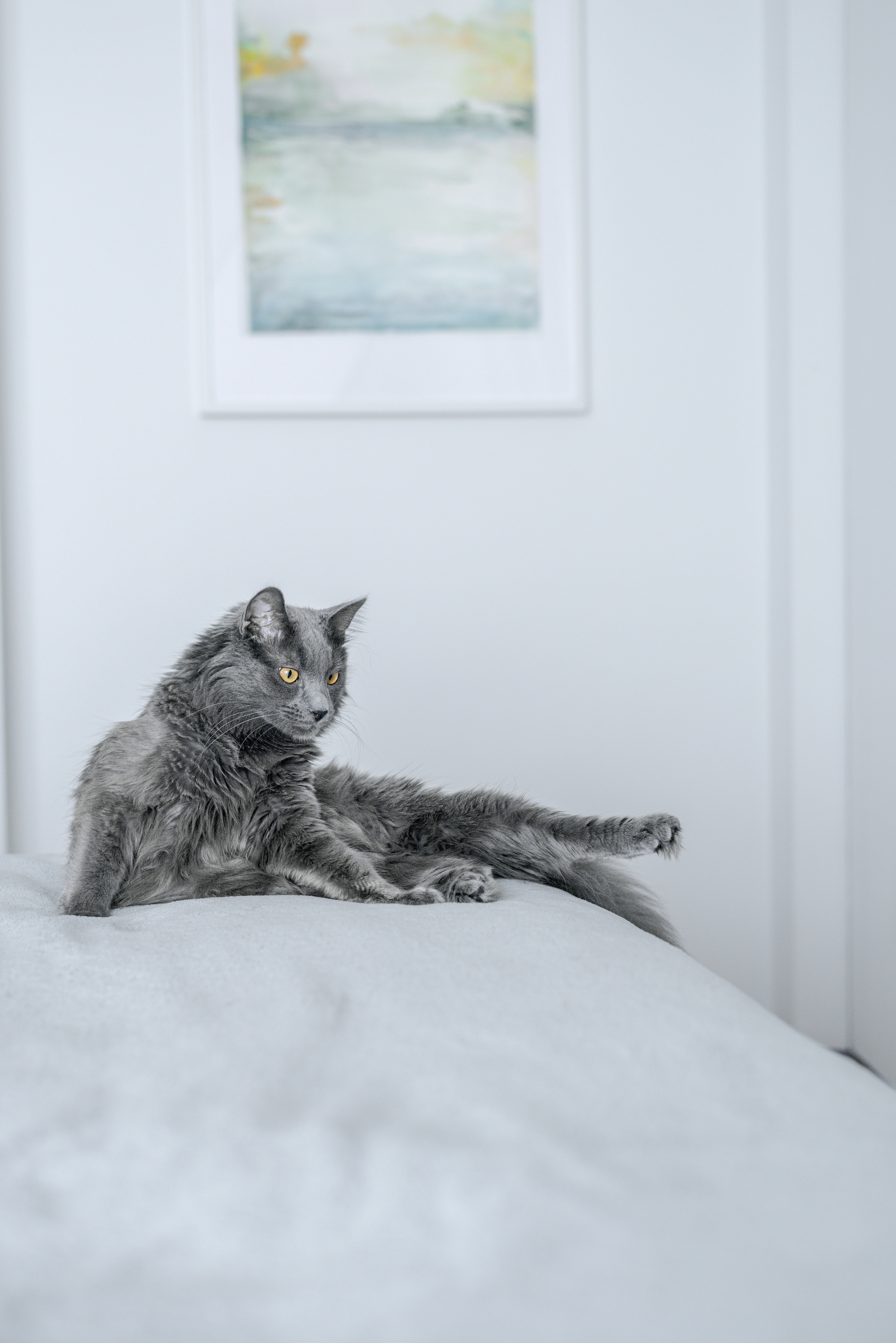 A gray cat laying on top of a white bed photo – Free Київ Image on Unsplash