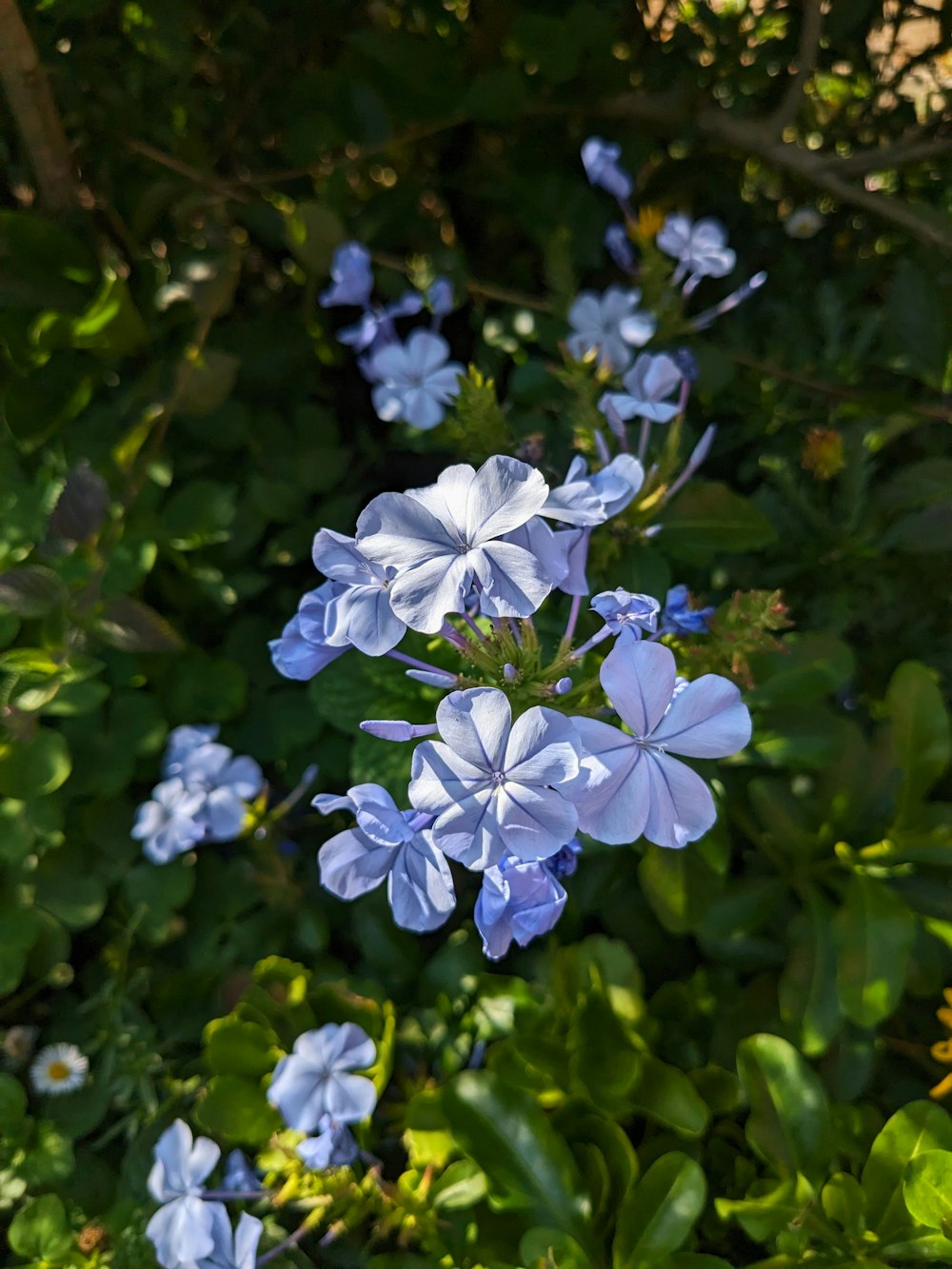 a bunch of blue flowers that are in the grass