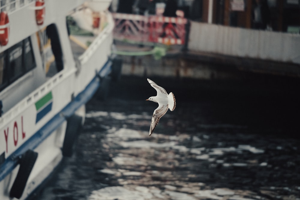 水中のボートの近くを飛ぶカモメ