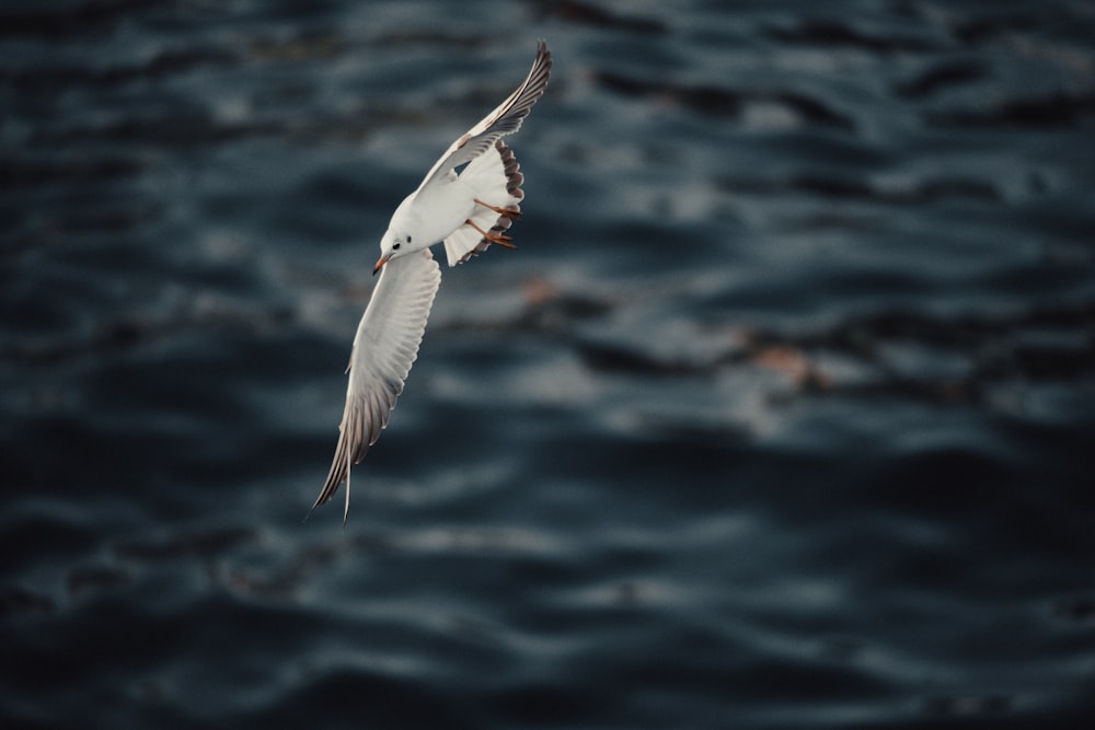 une mouette volant au-dessus d’un plan d’eau