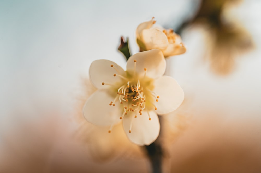 a close up of a flower with a blurry background